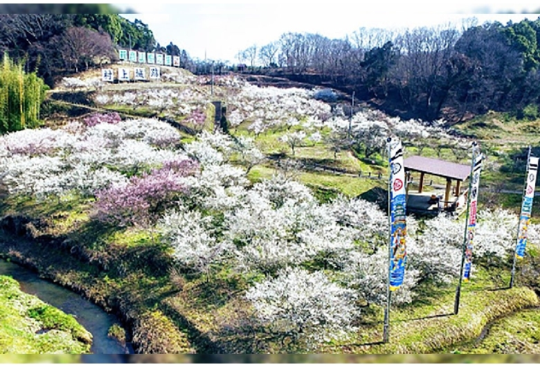 観音山梅の里梅園