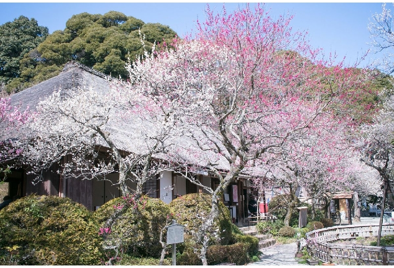 京王百草園