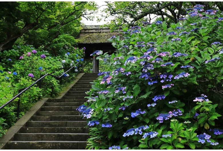 東慶寺