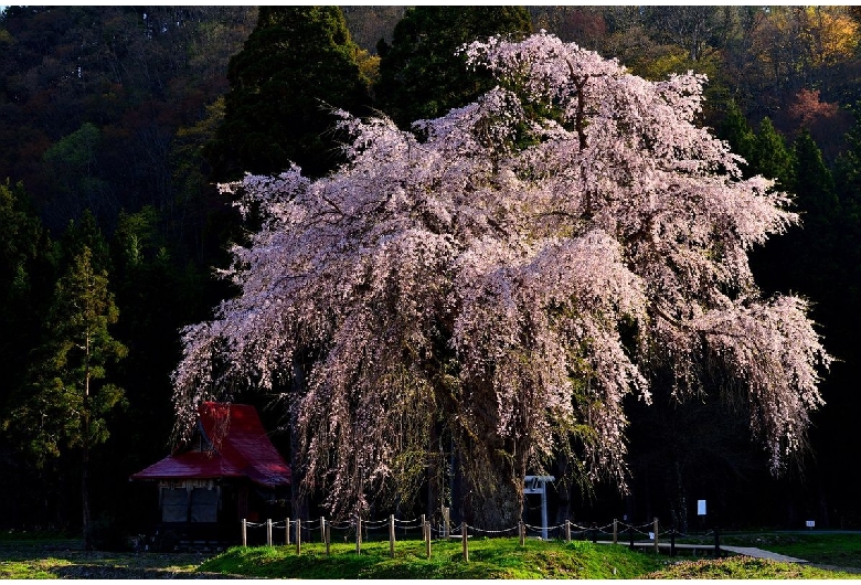 おしら様の枝垂れ桜