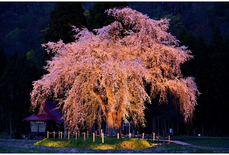 おしら様の枝垂れ桜