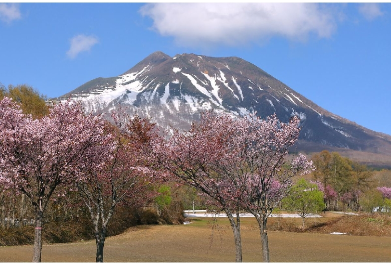 世界一の桜並木