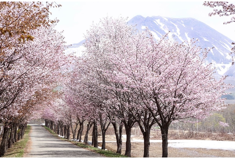 世界一の桜並木