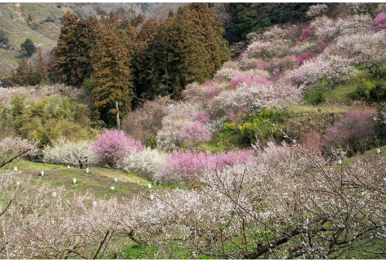 七折梅園