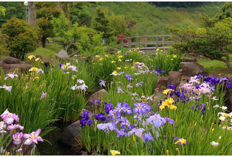 冠山総合公園