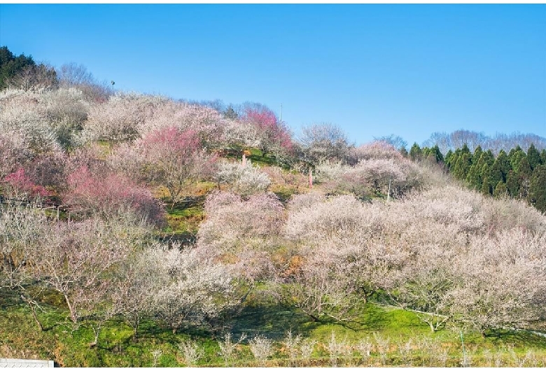 梅の里公園