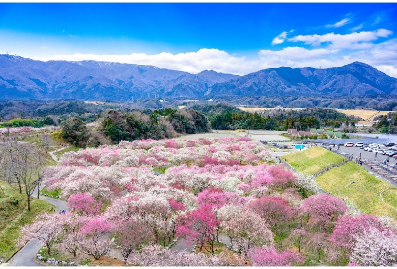 いなべ市農業公園 梅林公園