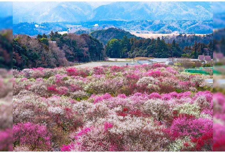 いなべ市農業公園 梅林公園