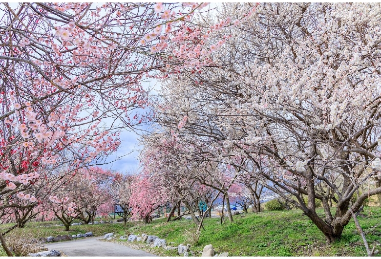 いなべ市農業公園 梅林公園