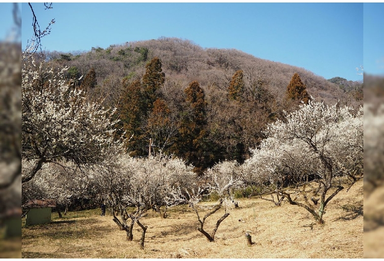 西渓園