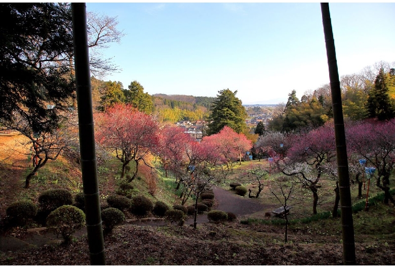 湯田川温泉 梅林公園