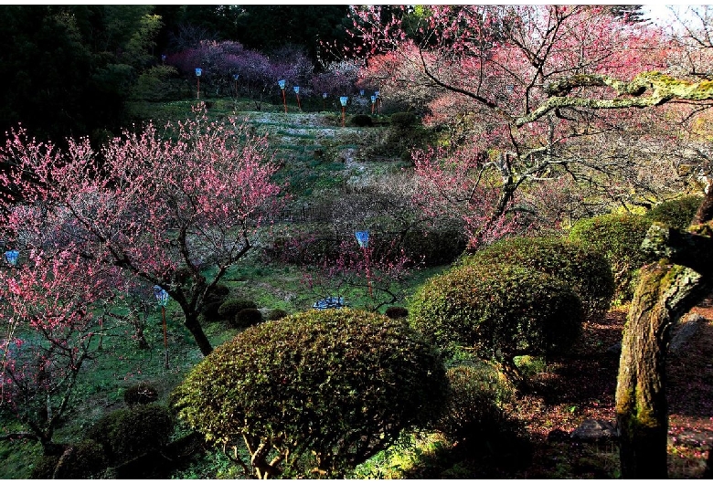 湯田川温泉 梅林公園