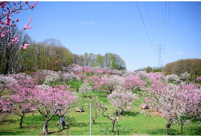 平岡公園