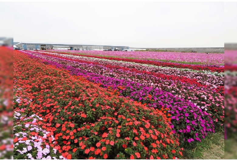 総合園芸農場「花の海」