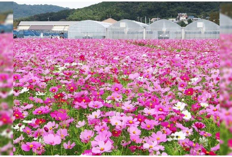 総合園芸農場「花の海」