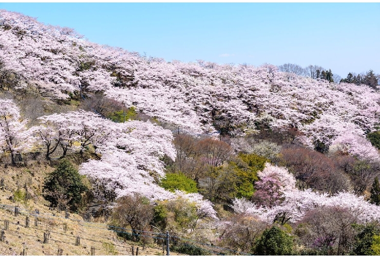 桜山公園