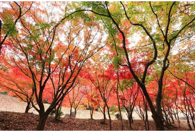 織姫公園