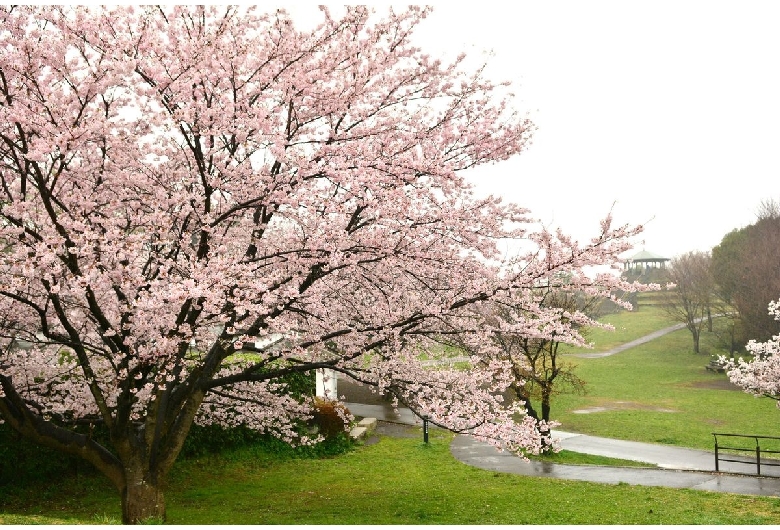 県立四季の森公園