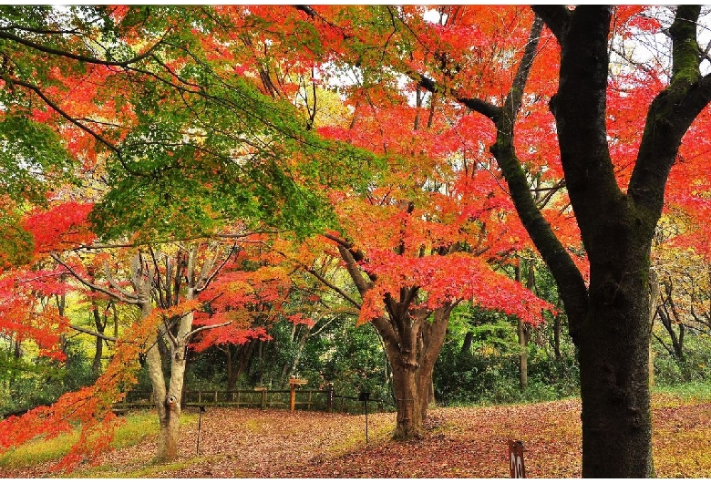 生田緑地