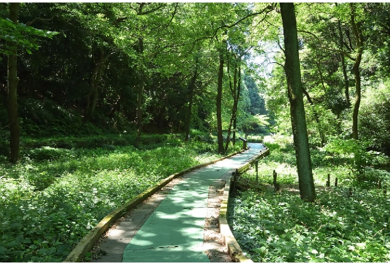 県立東高根森林公園