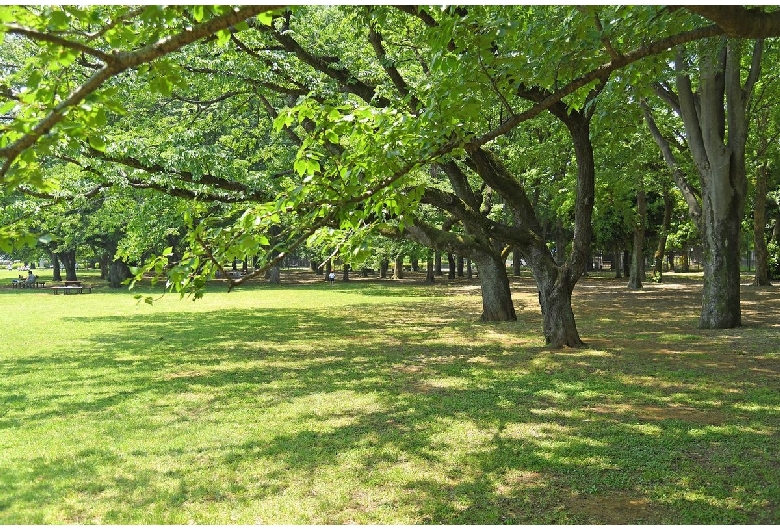 小金井公園