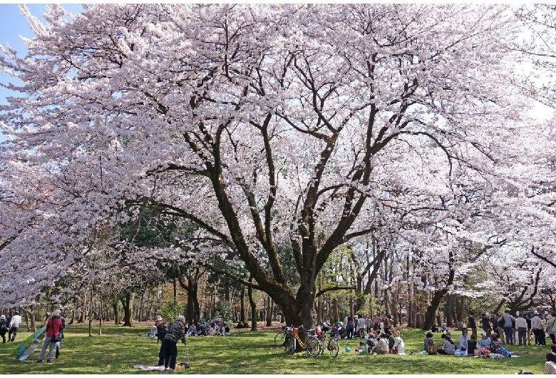 小金井公園