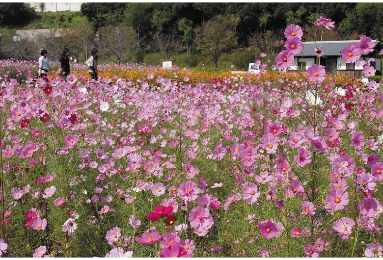 金立公園