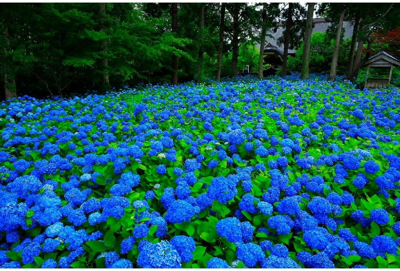 雲昌寺