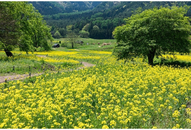 国営アルプスあづみの公園（堀金・穂高地区）