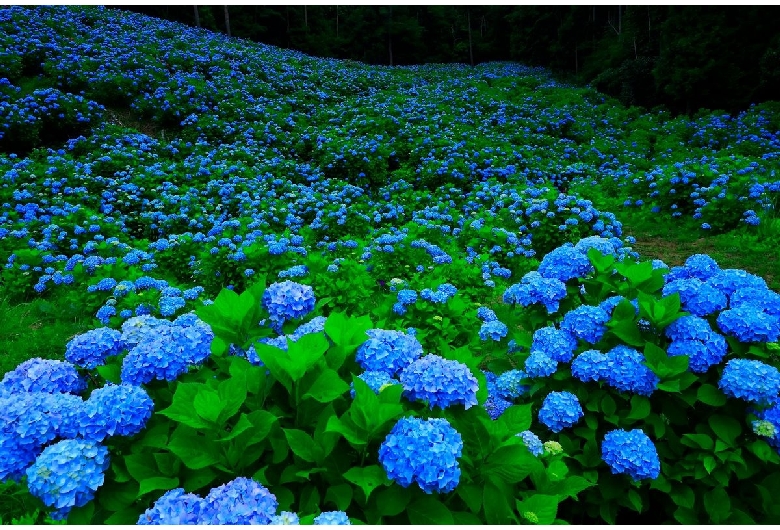 赤坂公衆園