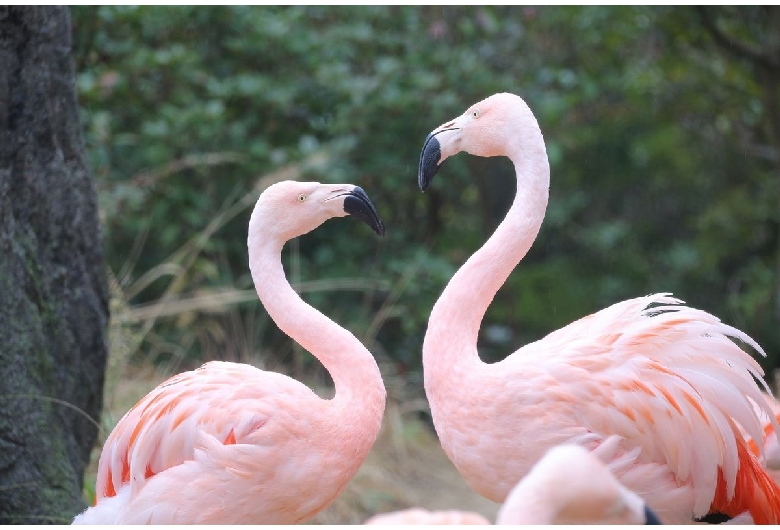 ときわ動物園