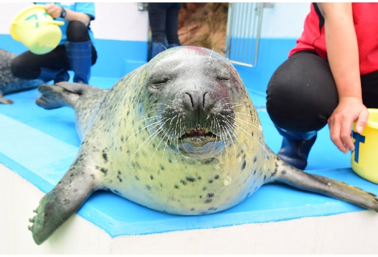 伊勢夫婦岩ふれあい水族館シーパラダイス（伊勢シーパラダイス）