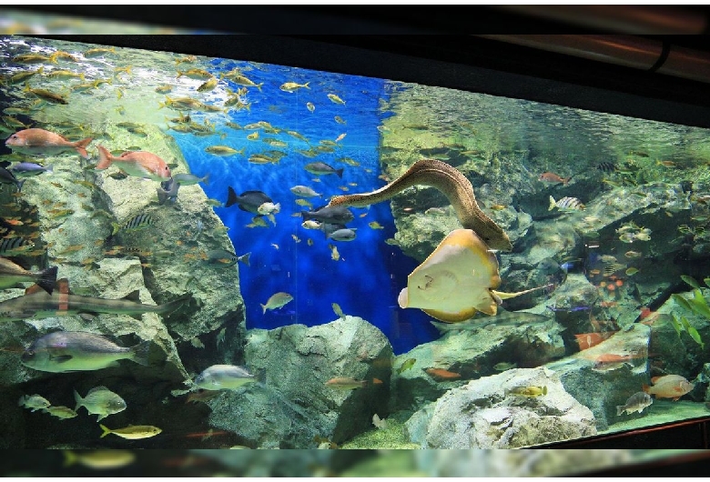 碧南海浜水族館