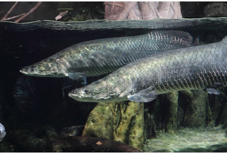 世界淡水魚園水族館アクア・トトぎふ