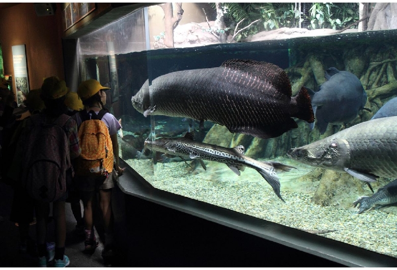 世界淡水魚園水族館アクア・トトぎふ