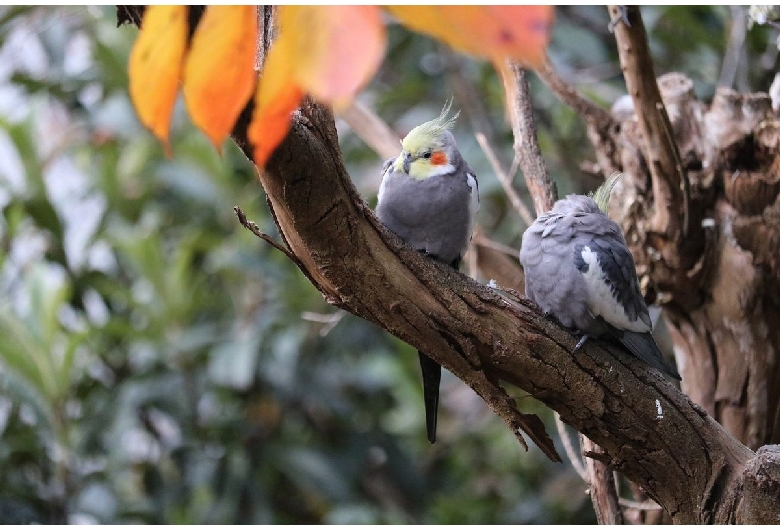 キャンベルタウン野鳥の森