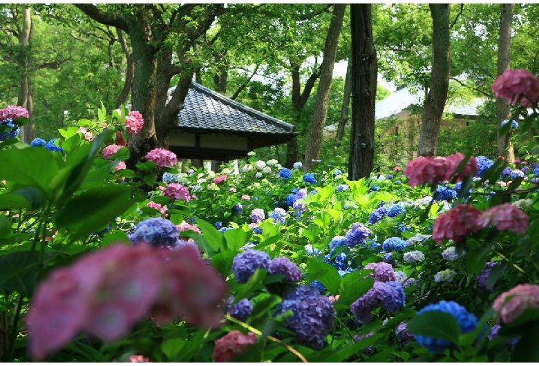 藤森神社