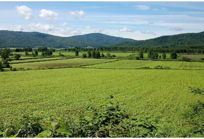 幌加内町の蕎麦畑