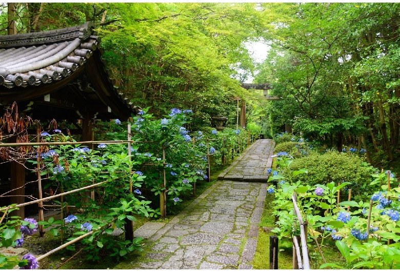 金地院庭園（鶴亀庭園）