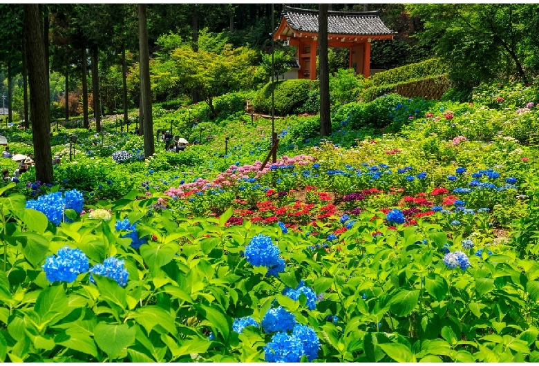 三室戸寺