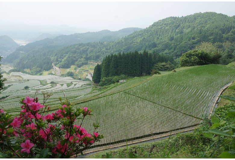 蕨野の棚田