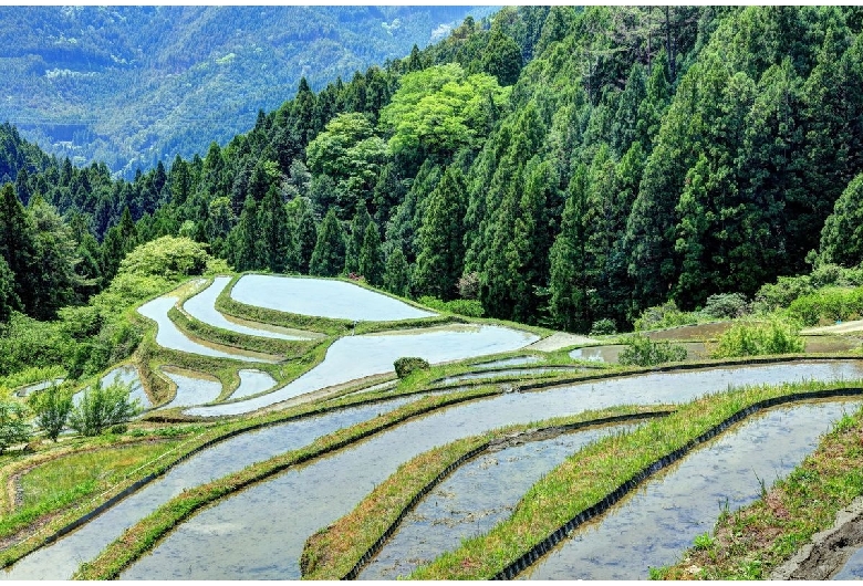 樫原の棚田