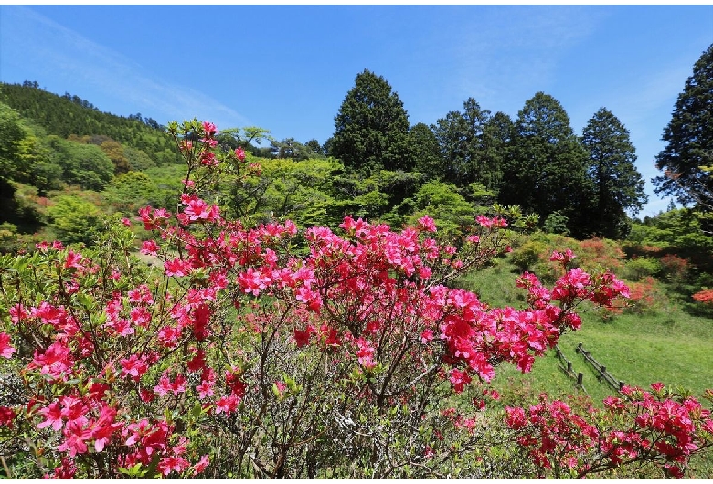 交通・アクセス│＜大野寺＞奈良県 - 奈良・斑鳩・飛鳥・天理