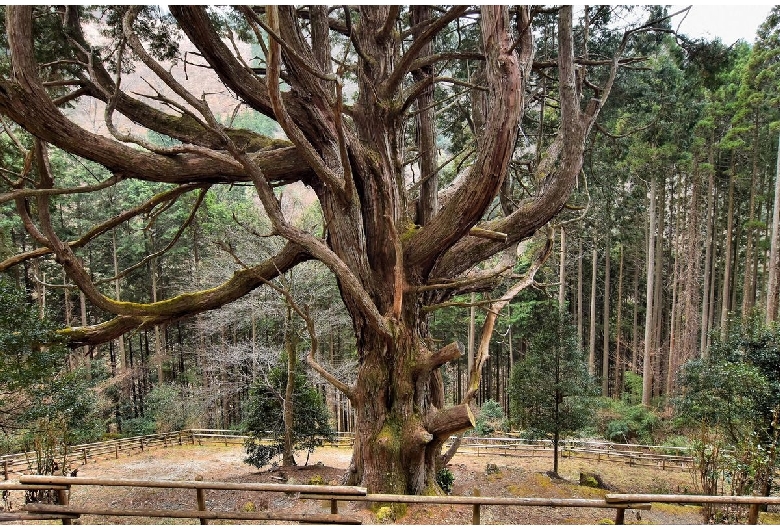 椎葉村十根川（伝統的建造物群保存地区）