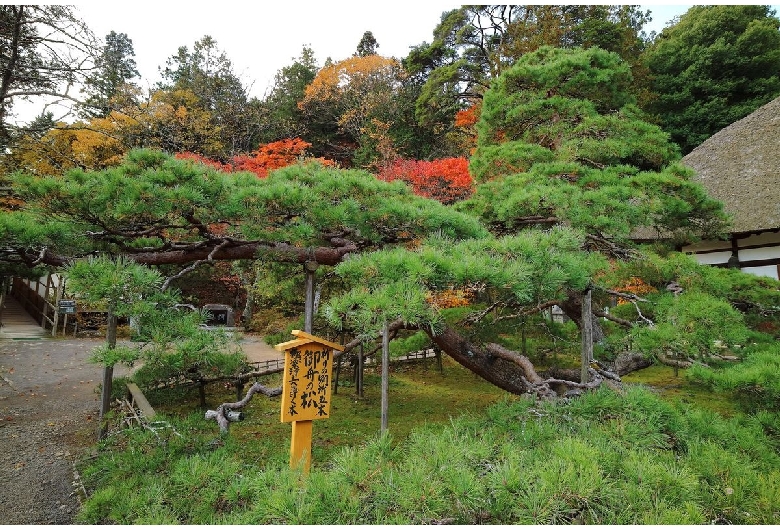 常楽寺