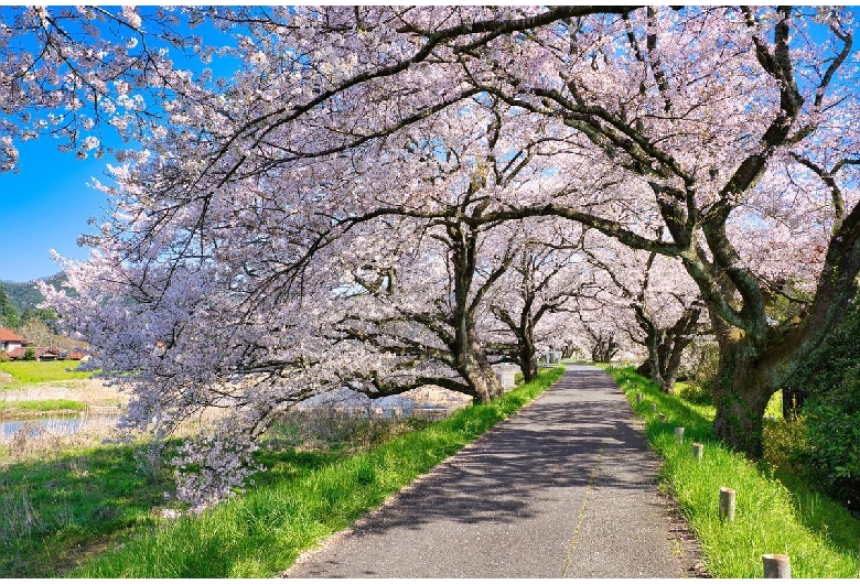 法勝寺川桜並木