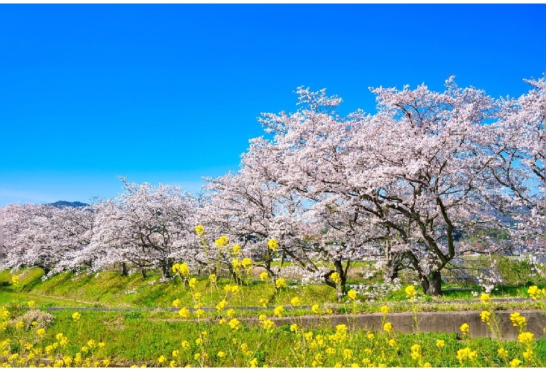 法勝寺川桜並木