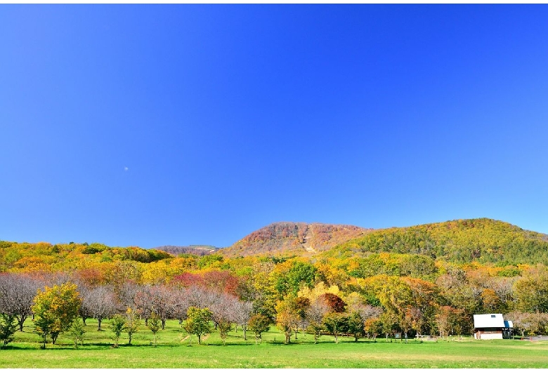 岩手県民の森