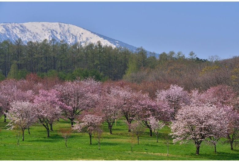 岩手県民の森