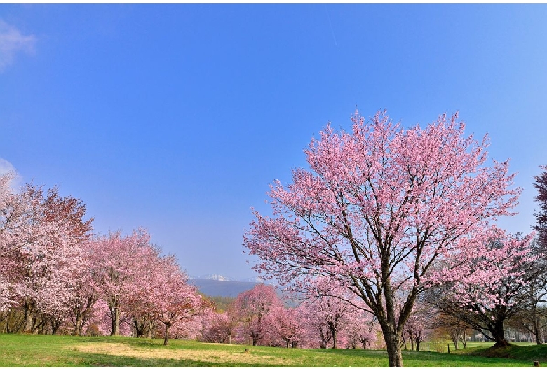 岩手県民の森